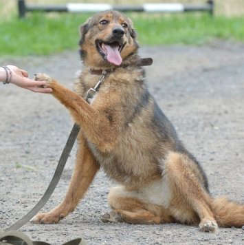 Собаки в добрые руки - Кира - 1