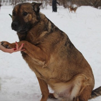 Собаки в добрые руки - Кит - 4
