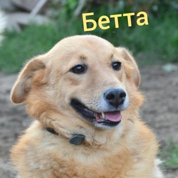 Собаки в добрые руки - Бетта