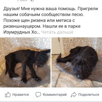 Найденные собаки - Бородулька - 2