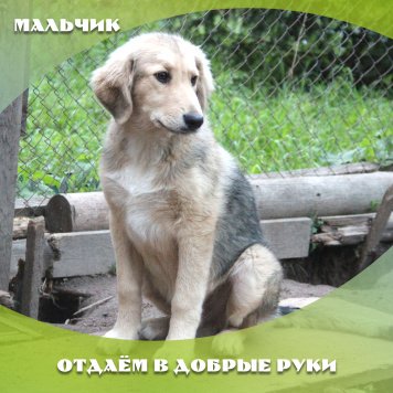 Собаки в добрые руки - Байкал