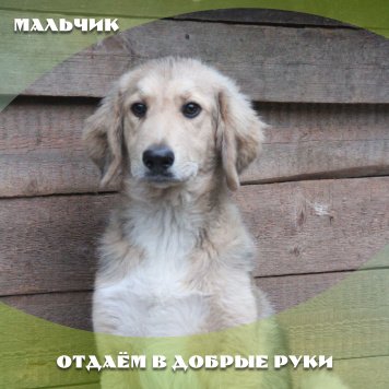 Собаки в добрые руки - Байкал - 3
