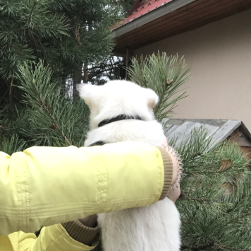 Собаки в добрые руки - Снежинка - 2