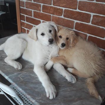 Собаки в добрые руки - Умка и Лэсси