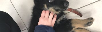 Собаки в добрые руки - Рекс - 1