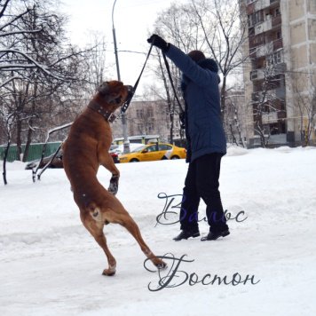 Собаки в добрые руки - Бостон - 3