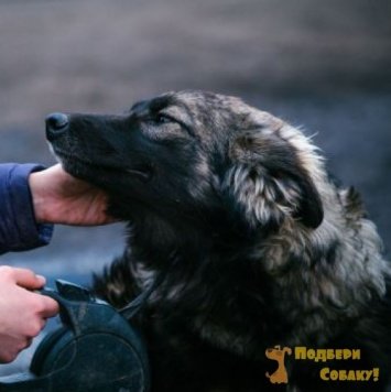 Собаки в добрые руки - Пума - 2