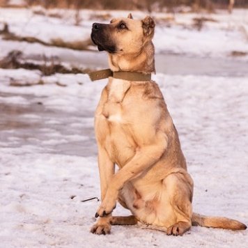 Собаки в добрые руки - Булан - 2