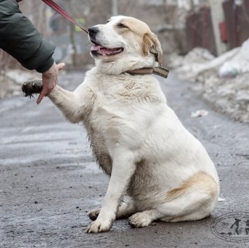 Собаки в добрые руки - Дина - 4