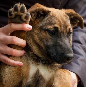 Собаки в добрые руки - Лючия - рыжий щенок - 3