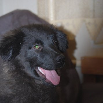 симба - Найденные собаки