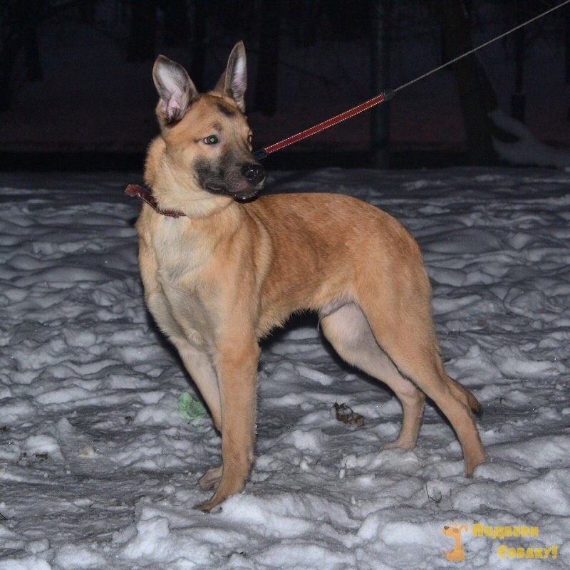 Багги - Щенок 7 месяцев - Метис породы Бельгийская овчарка - Москва - собаки  в добрые руки