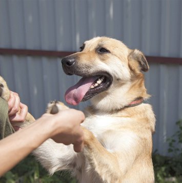 Барбариска - Собаки в добрые руки