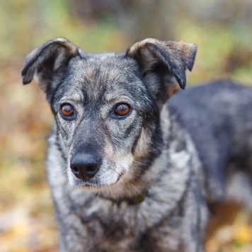 Собаки в добрые руки - Хильда