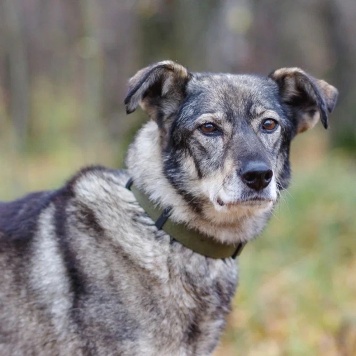Собаки в добрые руки - Хильда - 1
