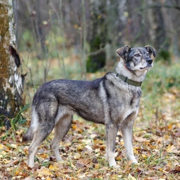 Собаки в добрые руки - Хильда - 2