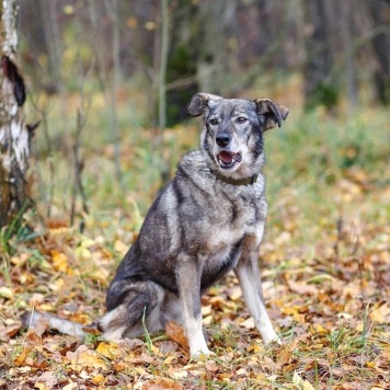 Собаки в добрые руки - Хильда - 3