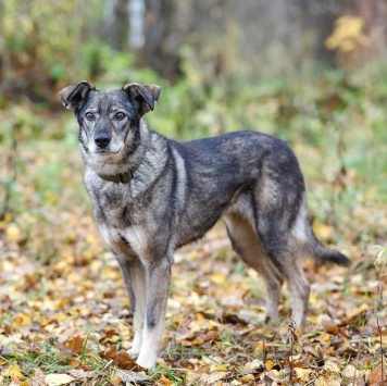 Собаки в добрые руки - Хильда - 4