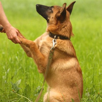 Собаки в добрые руки - Ника - 2