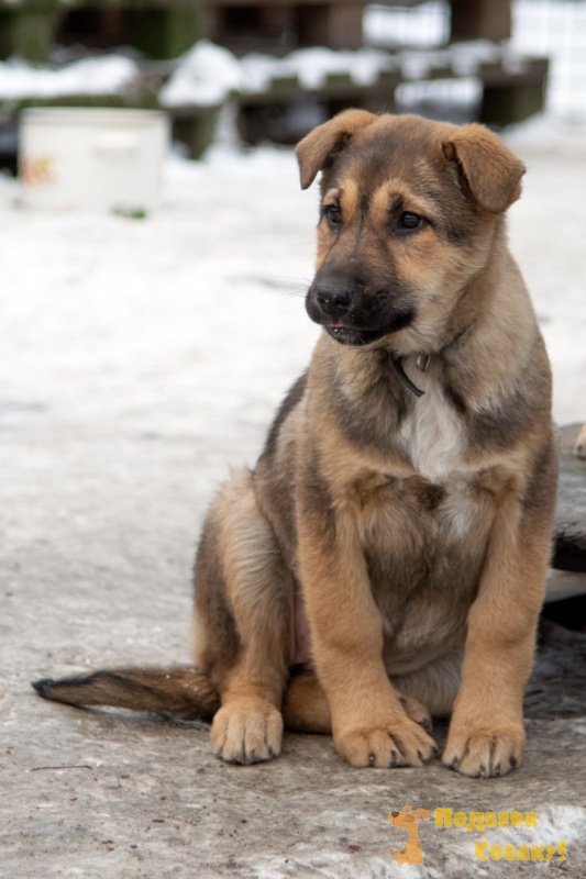 Челси - 3 года - Метис породы Алабай (Среднеазиатская овчарка) -  Санкт-Петербург - собаки в добрые руки