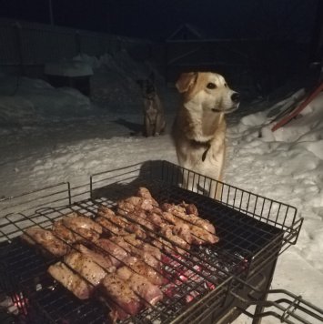 Максим - Собаки в добрые руки