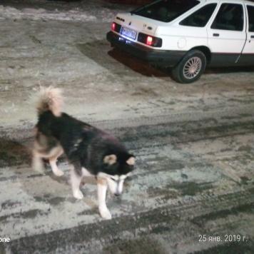 Найденные собаки - хаски - 2