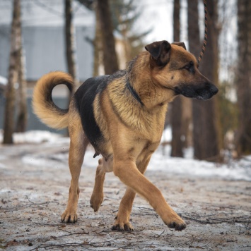 Найденные собаки - Василиса - 3
