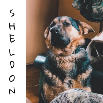 Собаки в добрые руки - Шелдон