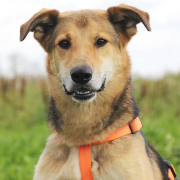 Собаки в добрые руки - Чейз