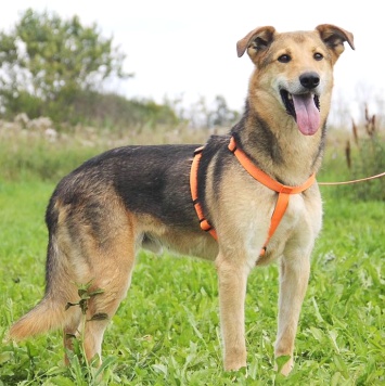 Собаки в добрые руки - Чейз - 1