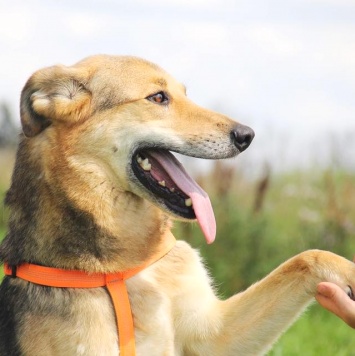 Собаки в добрые руки - Чейз - 2