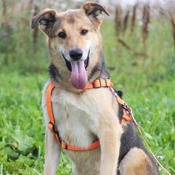 Собаки в добрые руки - Чейз - 4