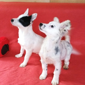 Собаки в добрые руки - Фая и Диля