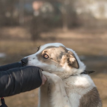 Собаки в добрые руки - Зайка - 2