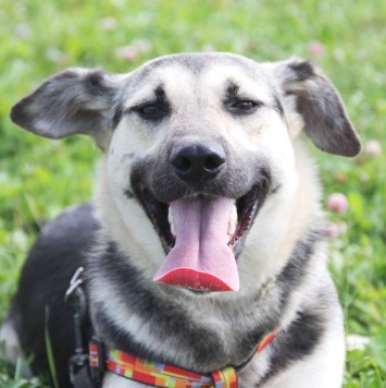 Собаки в добрые руки - Весна