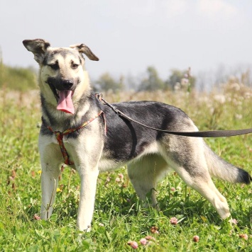 Собаки в добрые руки - Весна - 1