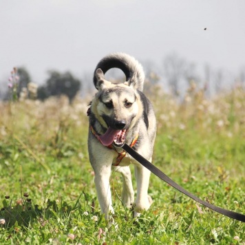 Собаки в добрые руки - Весна - 2