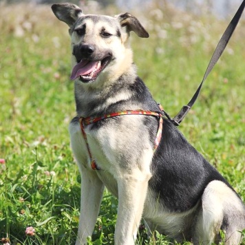 Собаки в добрые руки - Весна - 3