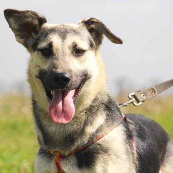 Собаки в добрые руки - Весна - 4