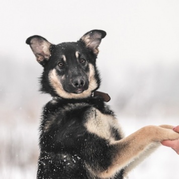 Собаки в добрые руки - Юта - 3