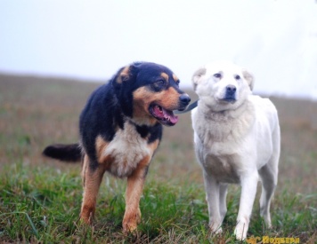 Собаки в добрые руки - Барни и Лана