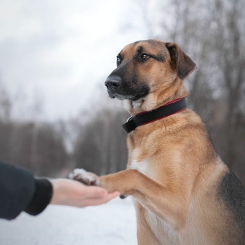 Собаки в добрые руки - Дин - 3