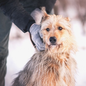 Собаки в добрые руки - Чарлик - 1