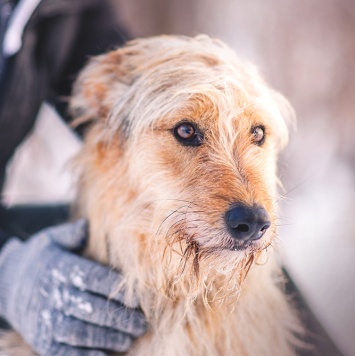 Собаки в добрые руки - Чарлик - 3