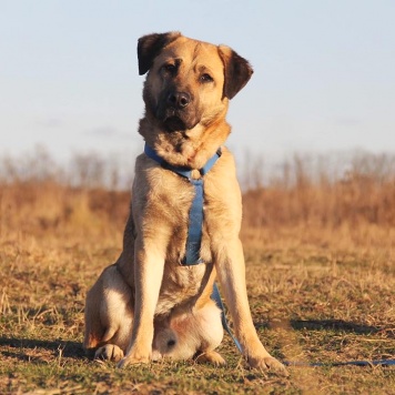 Байкал - Собаки в добрые руки