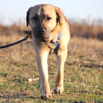 Собаки в добрые руки - Байкал - 1