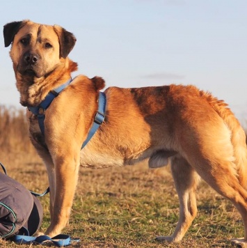 Собаки в добрые руки - Байкал - 2