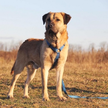 Собаки в добрые руки - Байкал - 3