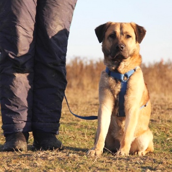 Собаки в добрые руки - Байкал - 4