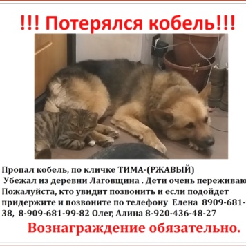 Пропавшие собаки - Тима или Ржавый - 4